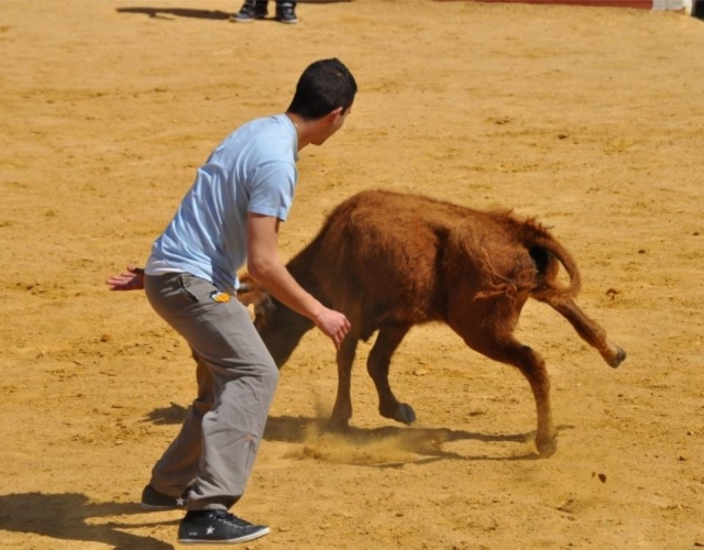  Tagliare fuori l'animale 